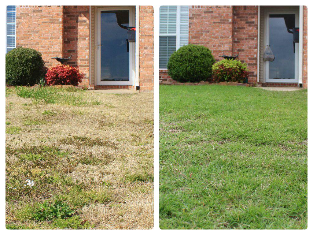 (Left) Before our lawn application program and (Right) after first treatment.