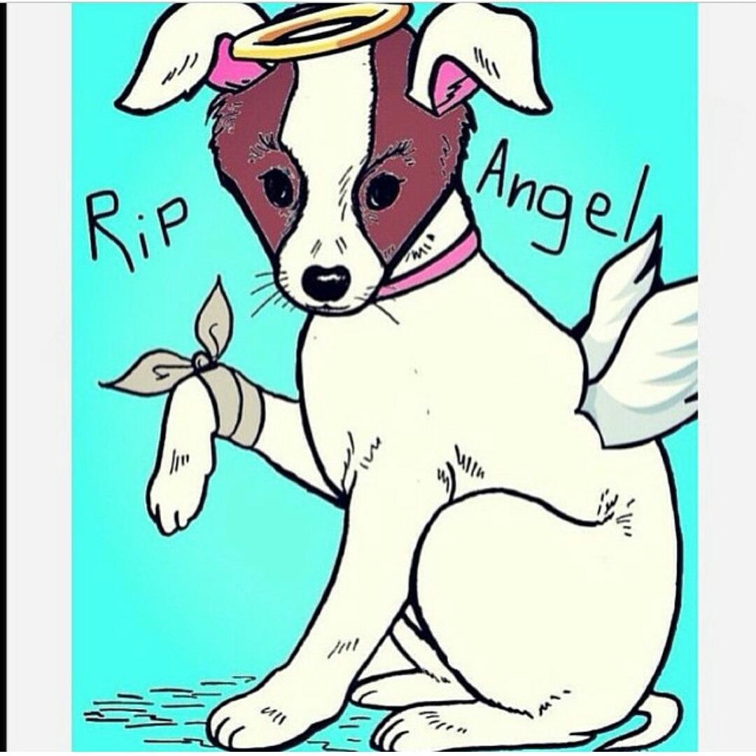 RIPANGEL