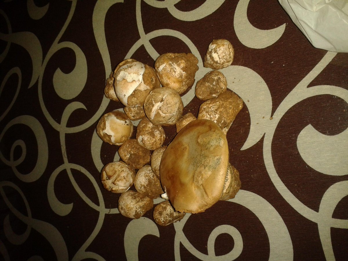 Franktm22's tweet photo. Ya tengo pa el revuelto esta noxe.!!! Qe ricooo!! :) http://t.co/73W94ua2S5