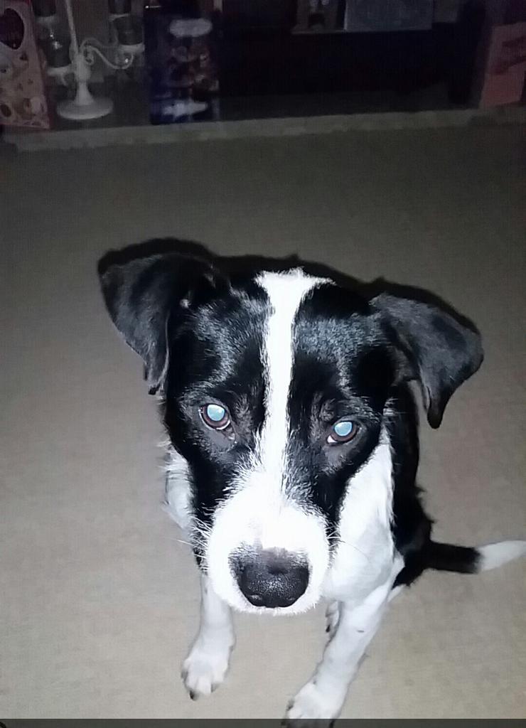 winnas87's tweet photo. @LewisHamilton Roscoe is awesome! So is my boy #Timmy http://t.co/lZUggZE2LO
