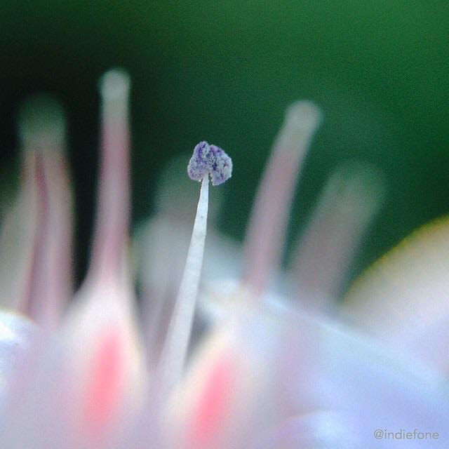 indiefone's tweet image. When you see how fragile and delicate life can be, all else fades into the background. #iphoneography @olloclip