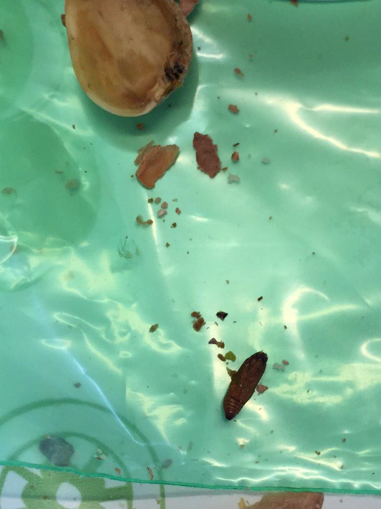 thewalkingliza's tweet photo. @getcrackin eating my afternoon snack and this fell out of my rotten pistachio! Seriously? Explanation needed. http://t.co/t6dGCK7pa5