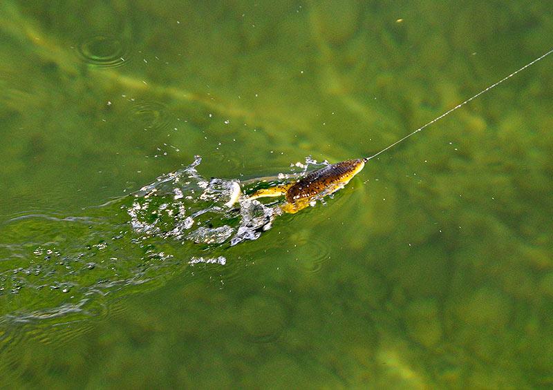 KyleSchauf's tweet photo. Gonna be a killer bait #YamaFrog #explosivestrike #topwater @garyyamamoto_ http://t.co/HsiacQ9yvn