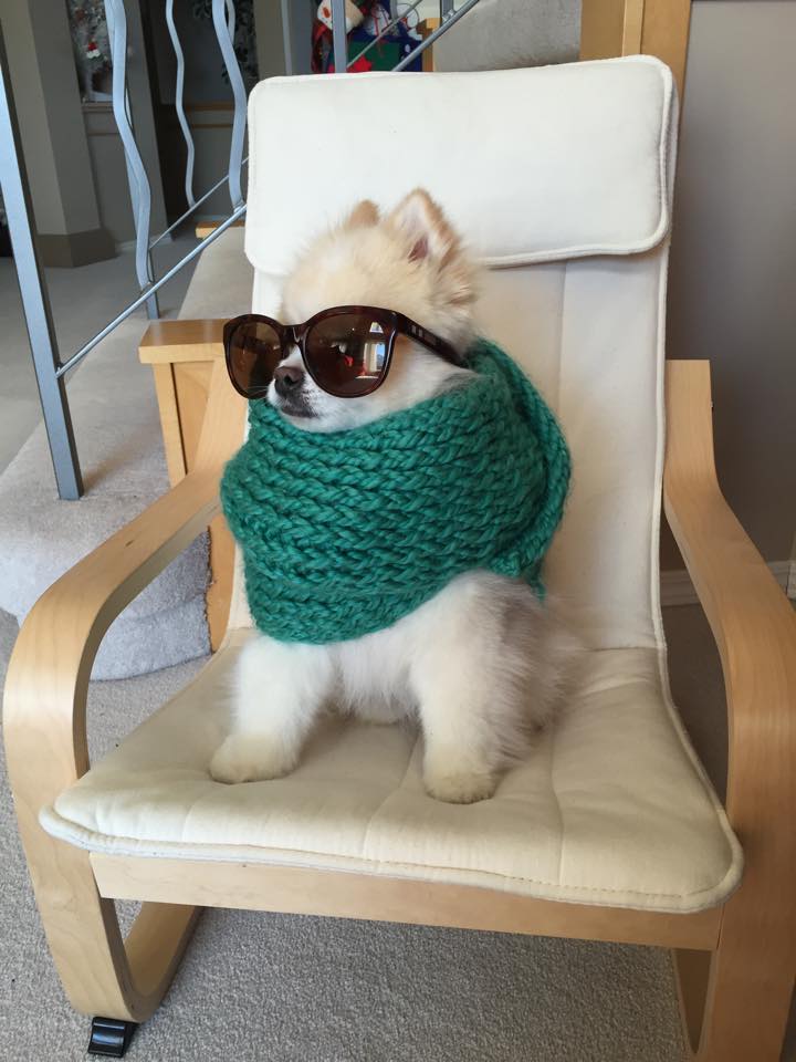 BarkPost's tweet photo. "I really can't even" #BasicPup
via http://t.co/aP5yHHQ0f0 http://t.co/ckYPZOSydC