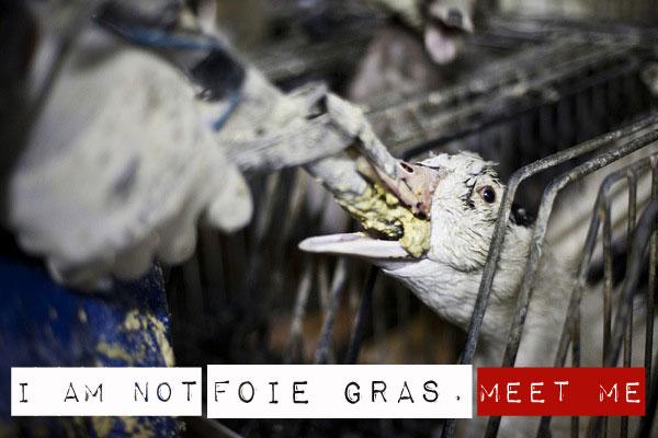 ifeelanimals's tweet photo. Foie gras is not food. It is torture. #foiegras http://t.co/e3aKacZ1dN Meet duck Mullard:http://t.co/MbbOESGhyQ http://t.co/2yKOnARi98