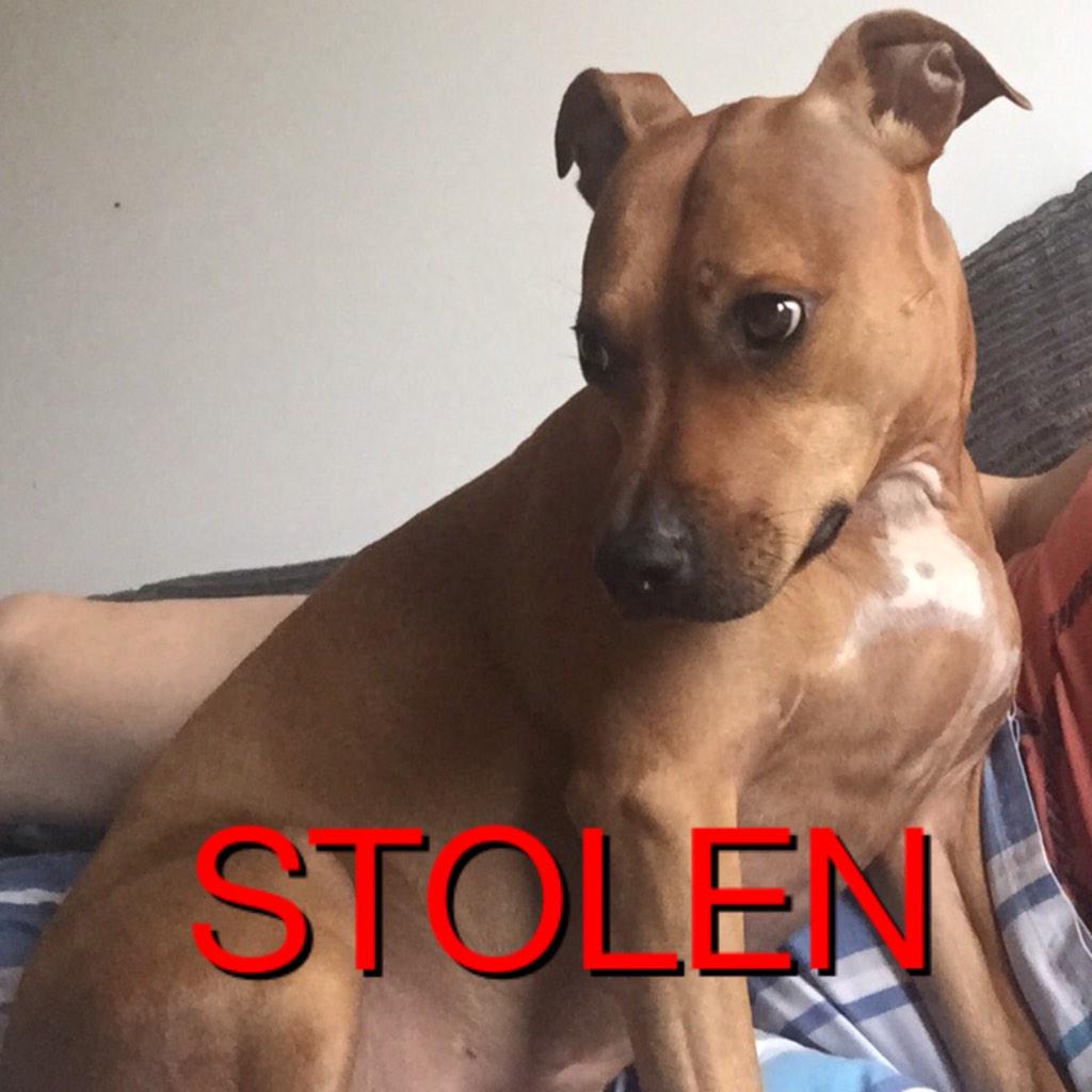 zeusc10_'s tweet photo. GUYS PLEASE RT..This is Eefa,she was stolen outside Southside shopping centre in Wandsworth sw18 #stolen #Wandsworth http://t.co/jY9BA7TCyd