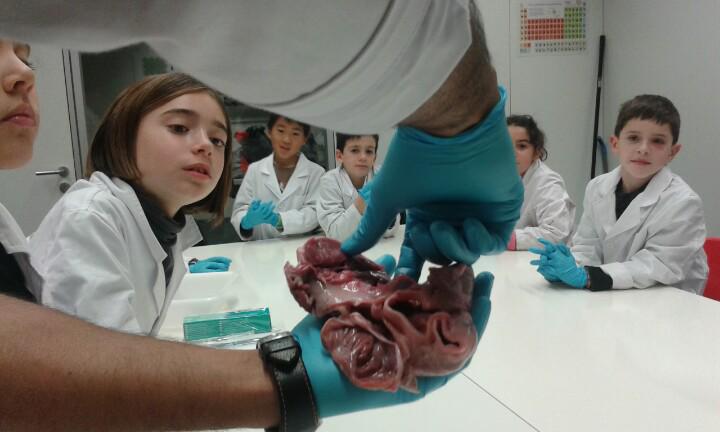 pquimic's tweet photo. A cor obert! Petits científics #Ninslab @ninsclub aprenent amb estudiant de medicina @univgirona a la @c4dudg http://t.co/3YAOfFSCNr