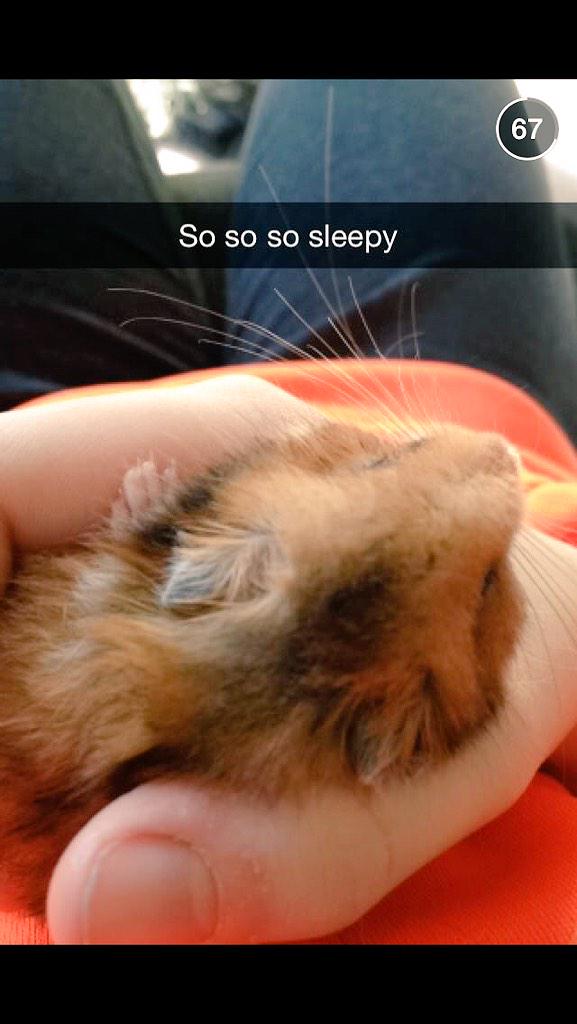 jas_vanhouten's tweet photo. My little sister made a 110 second story of her sleeping hamster... Come to find out, he's been dead all morning http://t.co/CtdcRmTYYh