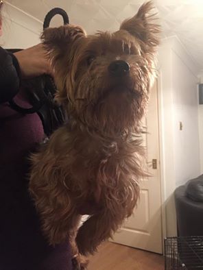 LostboxNW's tweet photo. RT @lpoollou174: FOUND #MALE #YORKSHIRE TERRIER #WOOLTON #LIVERPOOL http://t.co/4P4J1qfwZy