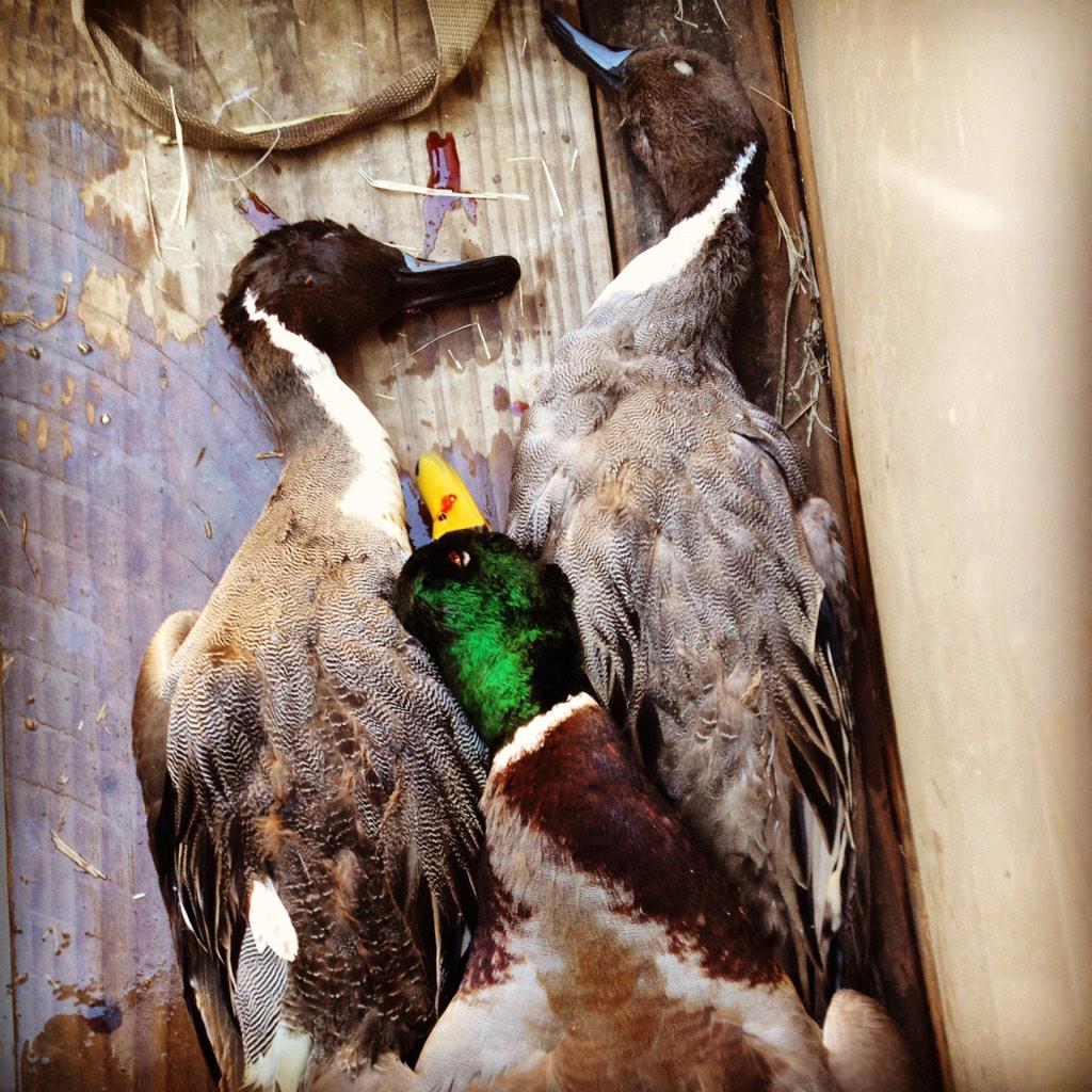 B4_the_Fall's tweet photo. A couple "stud" pintails or greenheads always make a hunt worthwhile. #DaysofFall #BeforeTheFall http://t.co/7yHVCb3n8R