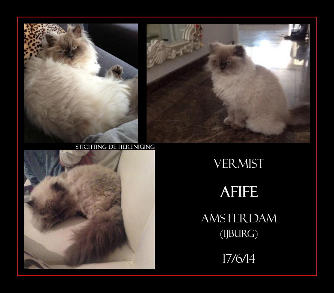 Nog steeds VERMIST/GESTOLEN: KAT AFIFE (chip) gest. poes #AMSTERDAM_IJburg #NH #DHver 17/6/14 facebook.com/DeHerenigingNH…