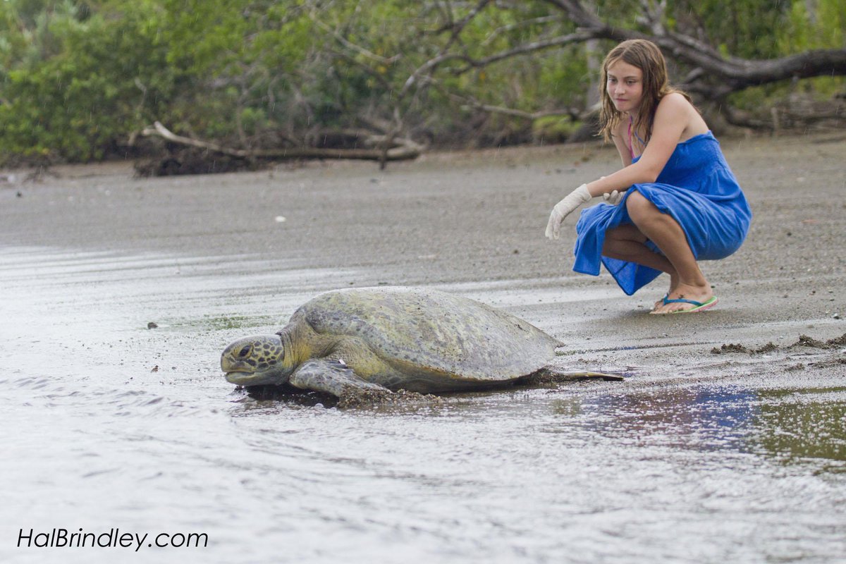 DiegoFCevallos's tweet image. #SEEturtles: Volunteer with sea turtles in #CostaRica on the Osa Peninsula! $100 discoun...
