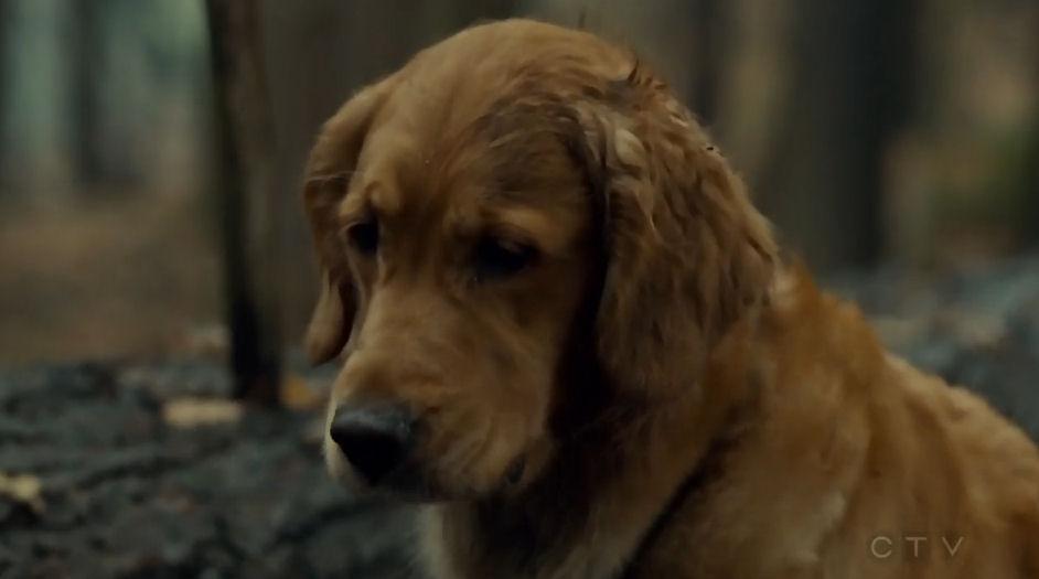 SG1Danny's tweet photo. Oh sweetie pie I so want you to be mine. #DoggieStar #WantHim #SavingHope http://t.co/yZwLYfyesC