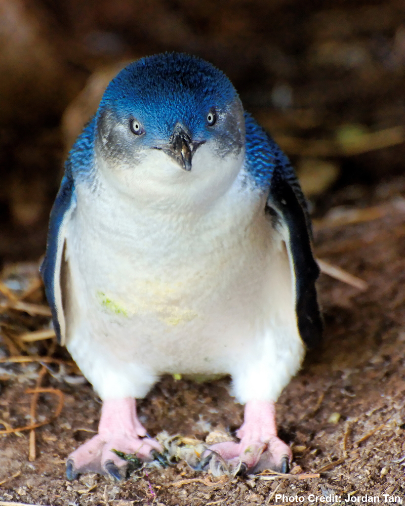 nwisely's tweet photo. “@OutOfWild: This little guy is called a Fairy Penguin. A FAIRY PENGUIN YOU GUYS. http://t.co/C5oXAeH9p8” @Shelby_Snipes