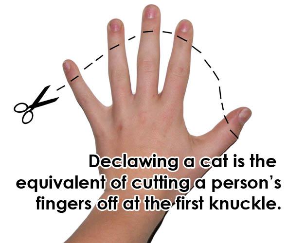 peta's tweet photo. Declawing a cat is 10 PAINFUL AMPUTATIONS: http://t.co/qovDRf9UML 

RT if u support the #NY bill BAN it! http://t.co/XgLJF0YNQr