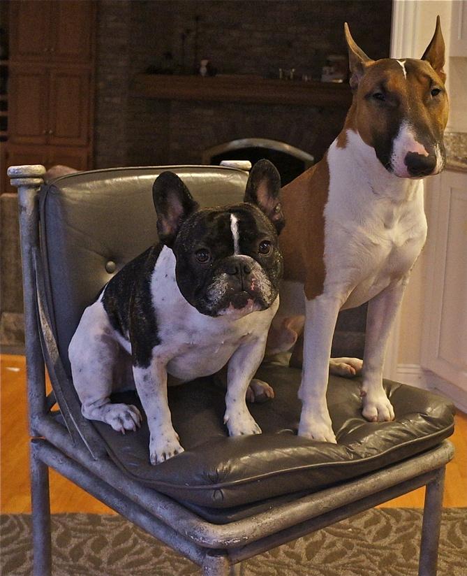 JayHilgenberg's tweet photo. Hank & Ernie taking a break during the day for a pic. #Frenchie #minibullie http://t.co/eFsHGqWzWi