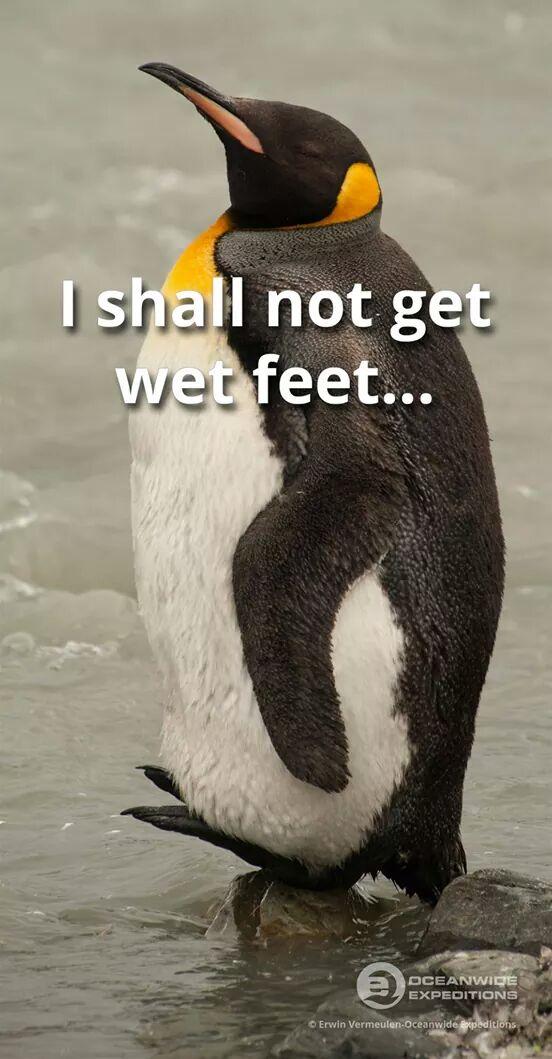 OceanwideExp's tweet image. #PenguinFun