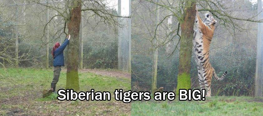 Here's how big a Siberian tiger is compared to a human. Ahhh
