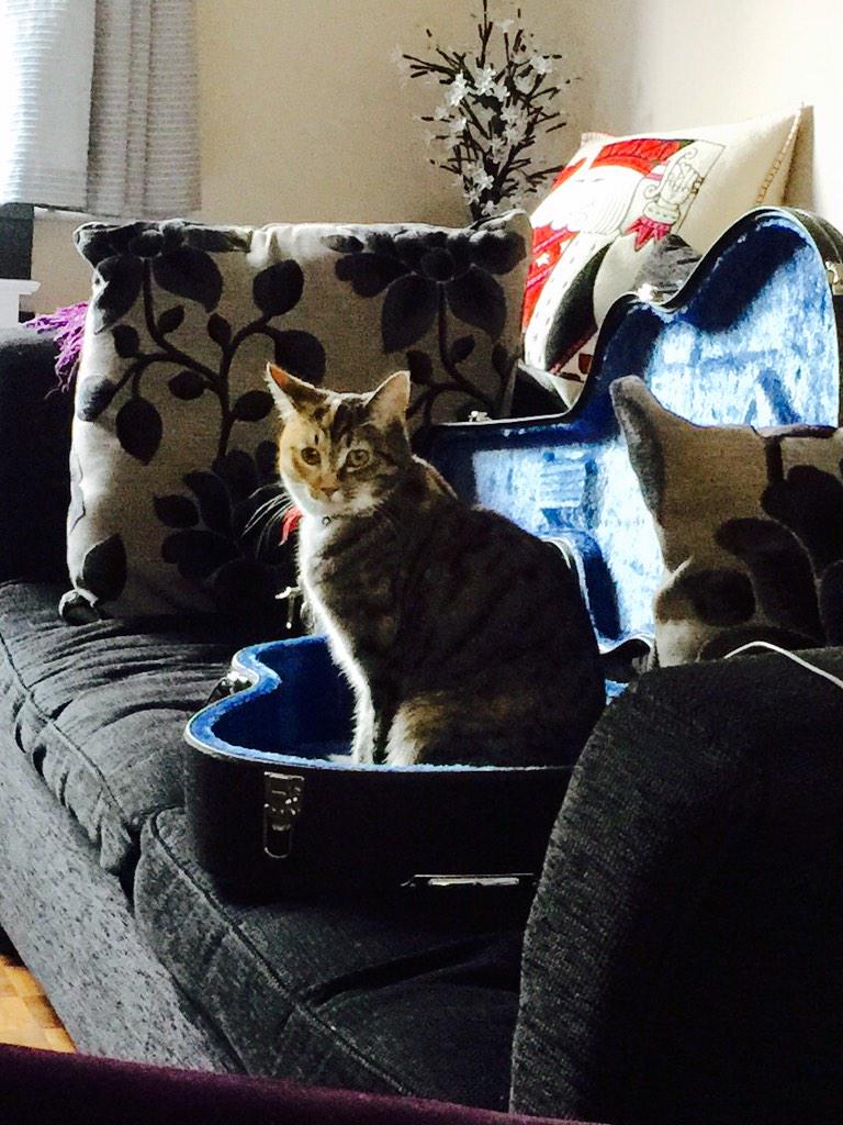 StudioKitten's tweet image. “@LordConnaught: Twinkle von Hausen in my Yairi case 😃 http://t.co/dFlBQ3me8F” WHO DOES SHE THINK SHE IS? 😡 #uninvitedguest