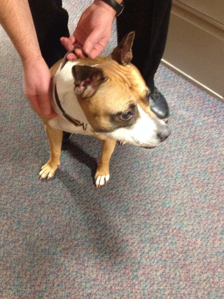 PSOSOrkney's tweet photo. Help me find my folks #keepingdogssafe http://t.co/2ZAIm6bjjJ