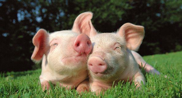 PaulHShapiro's tweet photo. Study confirms that pigs feel empathy for their friends: http://t.co/nKofvagwGR #agchat http://t.co/xtqx5SI5Av