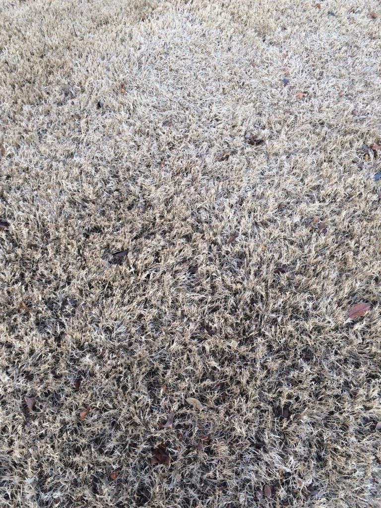 letsdividecells's tweet photo. @votemeangreen when the cholorplasts don't do their job...where's the green? @thebiospace #ahsoic15 http://t.co/guB8rZ9au3