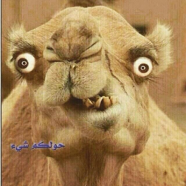 من امس مواصل 😲