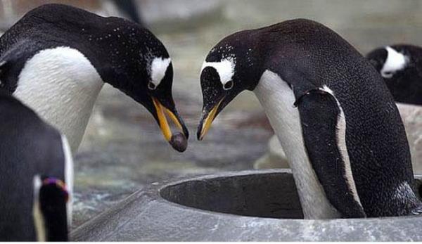 Gentoo Pengueni ile ilgili görsel sonucu