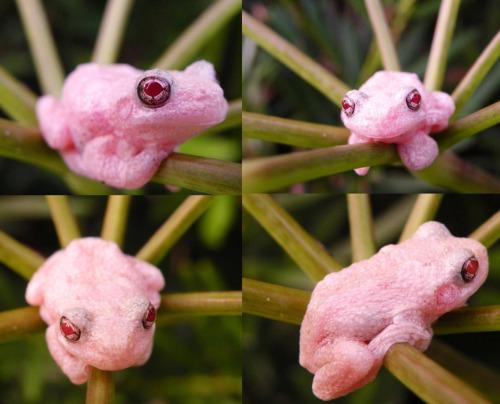 Sofía Villalpando on X: Pink frogs!!, albino gray tree frog (Hyla  versicolor) #frog #albino #animals    / X