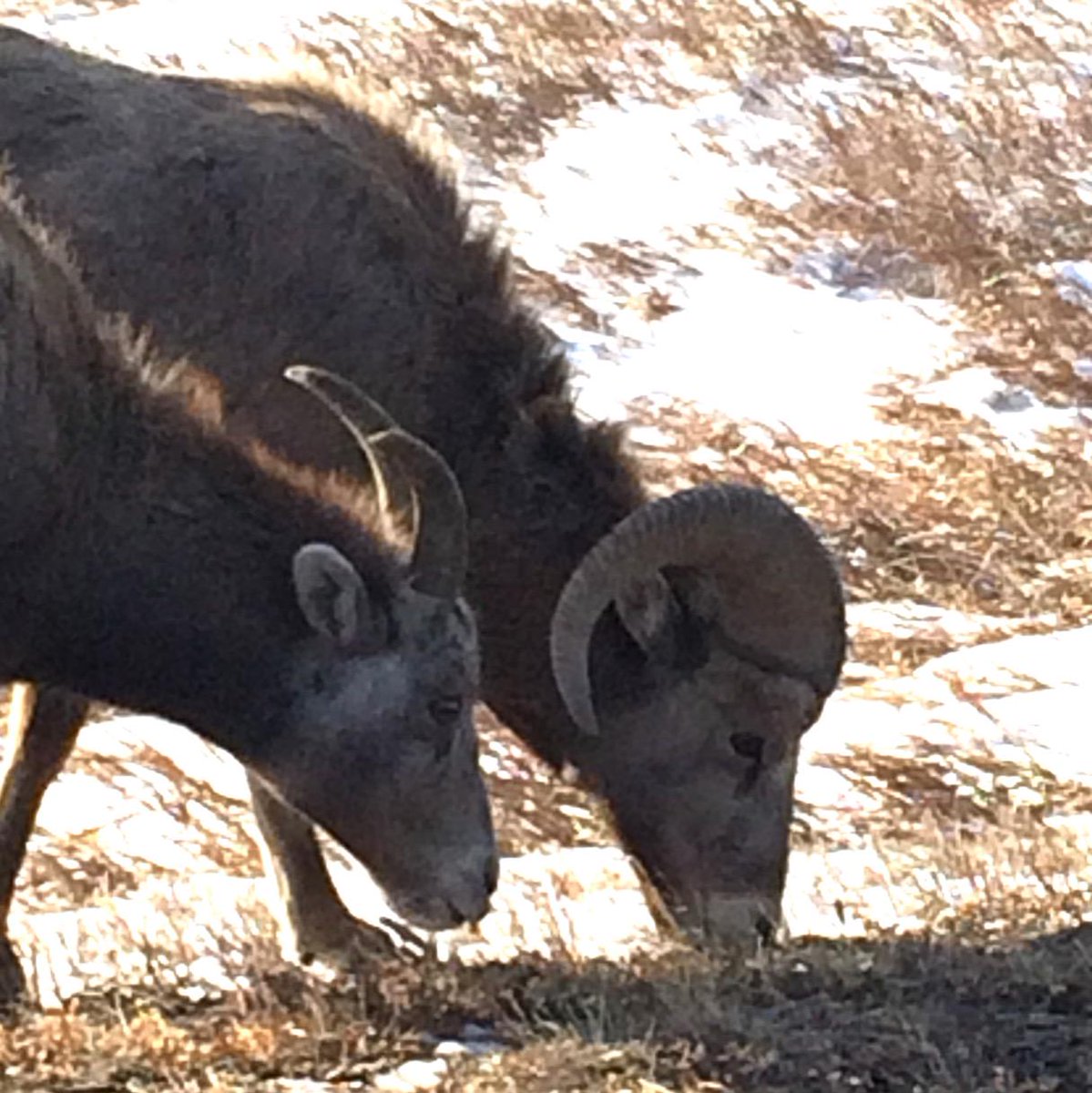 59NationalParks's tweet photo. Great wildlife day at @BadlandsNPS Saw bison coyotes wild turkey mule deer antelope golden eagles and bighorn sheep http://t.co/XFUDwl2AL4