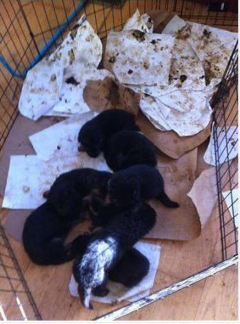 Chelles_Echo's tweet photo. @InsideEdition @GriffinKennels Griffin Shepherd Kennels filthy puppy mill #InvestigateGSK #stopgsk http://t.co/iEWG9GQHex
