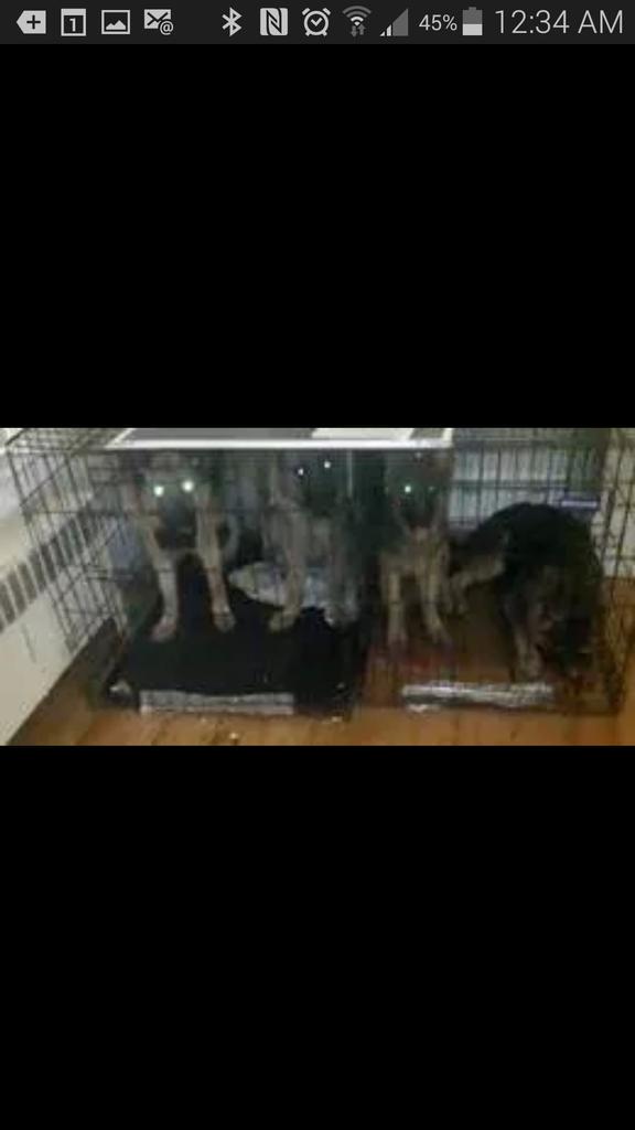 Chelles_Echo's tweet photo. @InsideEdition @GriffinKennels Griffin Shepherd Kennels filthy puppy mill #InvestigateGSK #stopgsk http://t.co/iEWG9GQHex