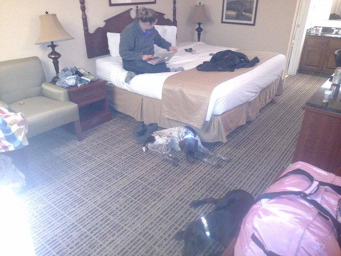 Finally got to the hotel dogs are running in there first field trail this weekend. #germanshorthairedpointer<a href="/tag/germanshorthairedpointer"class="tags"><span>#germanshorthairedpointer</span></a>