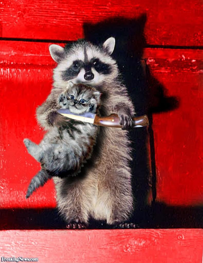 Raccoon Holding Cat