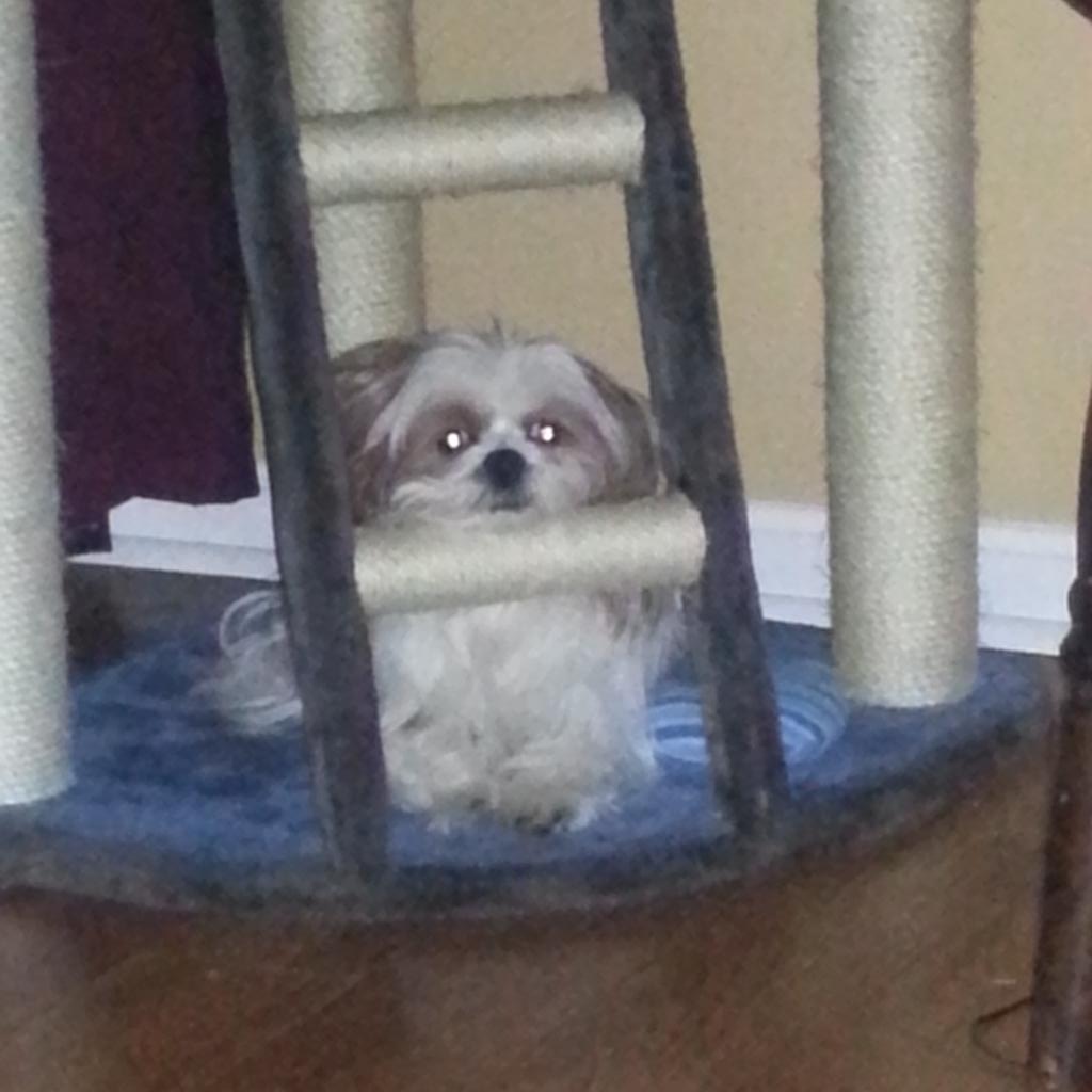 vickiburf1113's tweet photo. Pippin found a new place to relax. http://t.co/SUNRvPWoRA