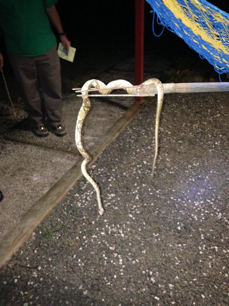 BrianKelley47's tweet photo. Killing poisonous snakes Costa Rican style. #FCFMissions http://t.co/C9bZFJpPMi
