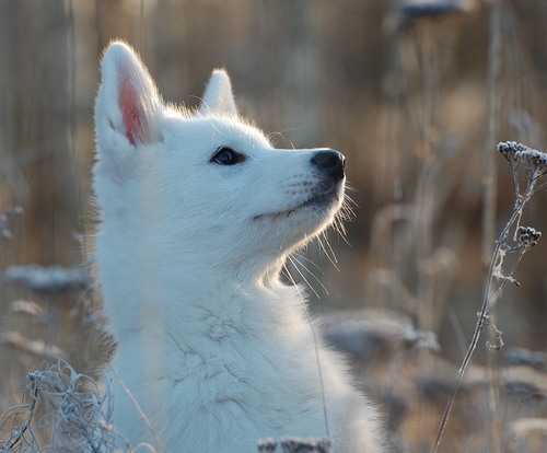 Bepperluvsaj's tweet photo. My cover is a artic wolf and so is my background LOL http://t.co/JpEn8lwNmM