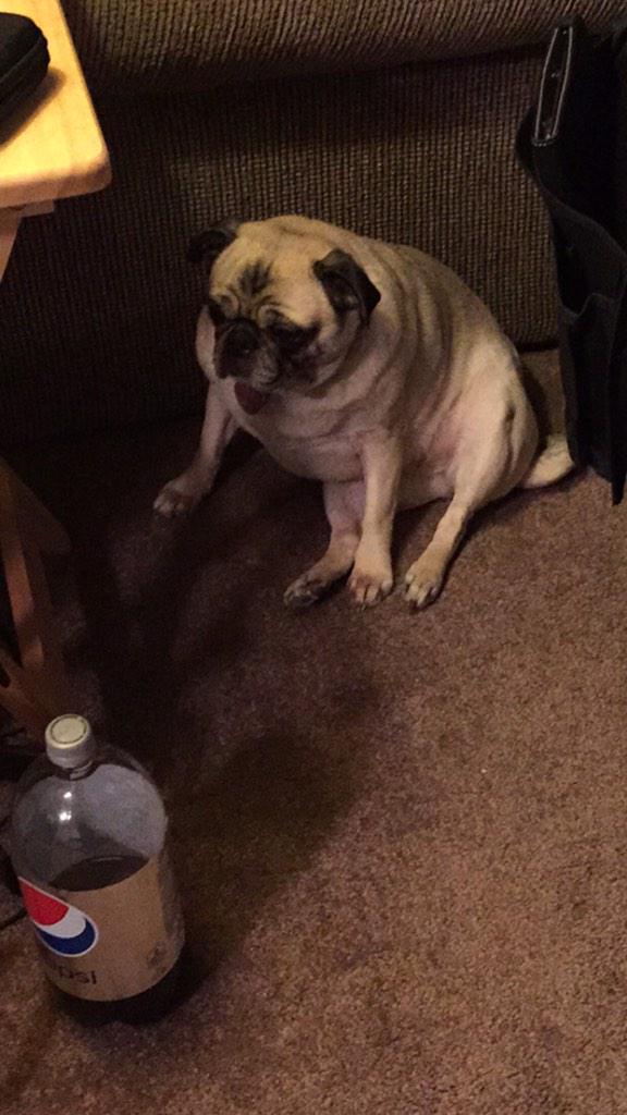 AdkinsBrian's tweet image. #pugthings