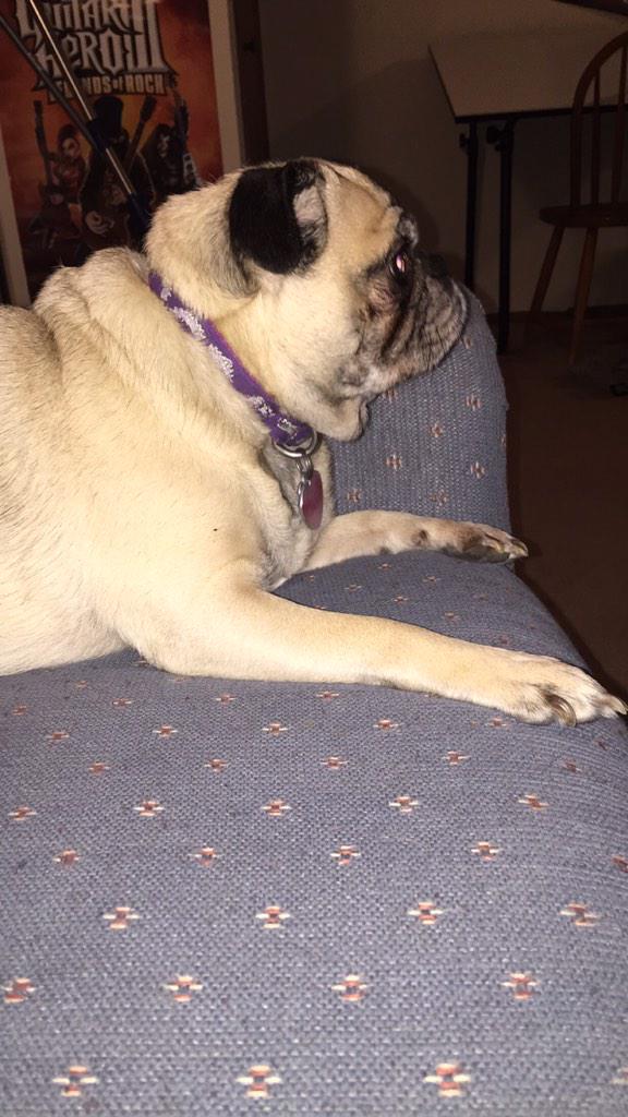 AdkinsBrian's tweet image. #pugthings