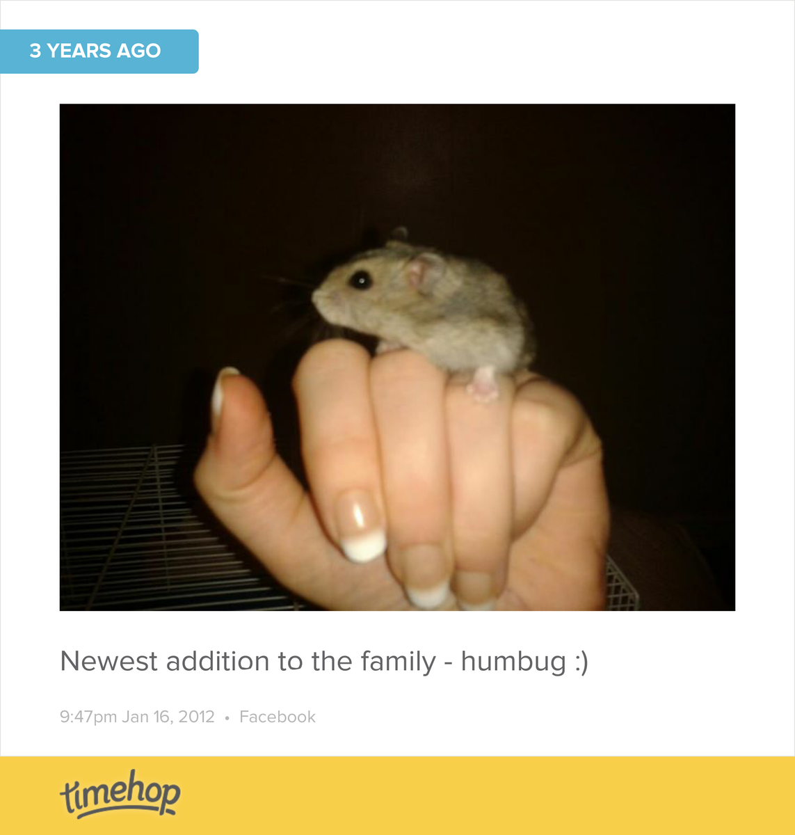 RubyAlexandra's tweet photo. Exactly 3 years ago today. I want another hamster!! http://t.co/9s6cTZw74G http://t.co/g4DfAzP0f7