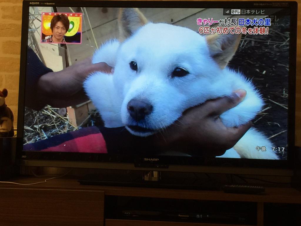 日本犬の里 日本犬の里