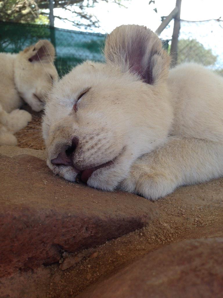 Found this cute little baby lion ☺️ wanted to adopt this fluffy little cutie 😁
