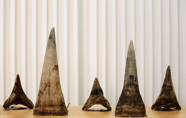 TrevorKolk's tweet photo. Police officer caught with #rhino horns gets R500 bail http://t.co/AkkK5yZB8c http://t.co/BWgYhNFy5a