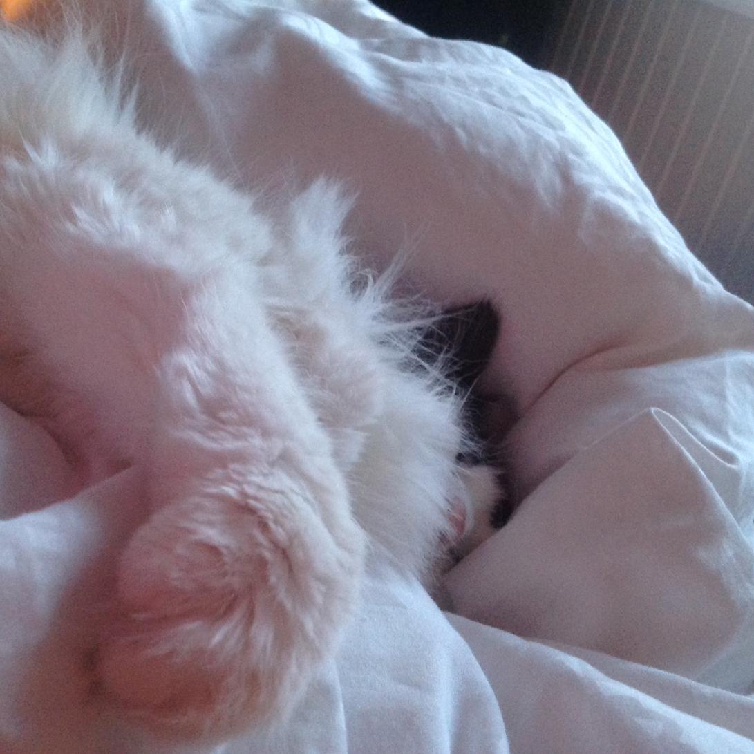 3ippi's tweet image. Hard work...Keeping staff in bed on a Saturday morning...