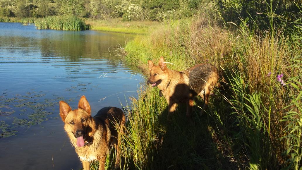 SASHAANDJESS's tweet image. Having a walk &amp;amp; swim in the national park behind our home on a beautiful Sydney summer&apos;s day
