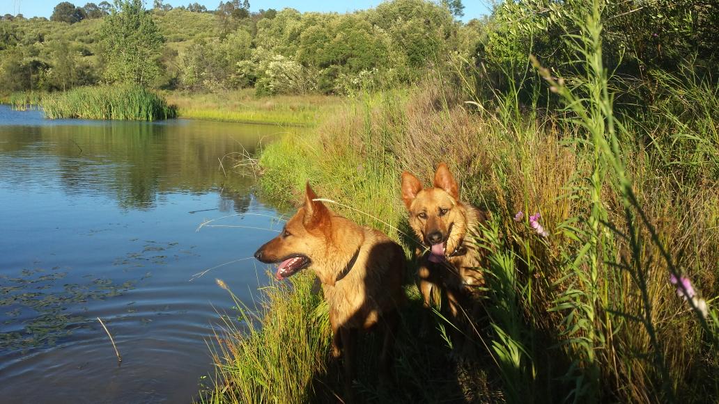 SASHAANDJESS's tweet image. Having a walk &amp;amp; swim in the national park behind our home on a beautiful Sydney summer&apos;s day