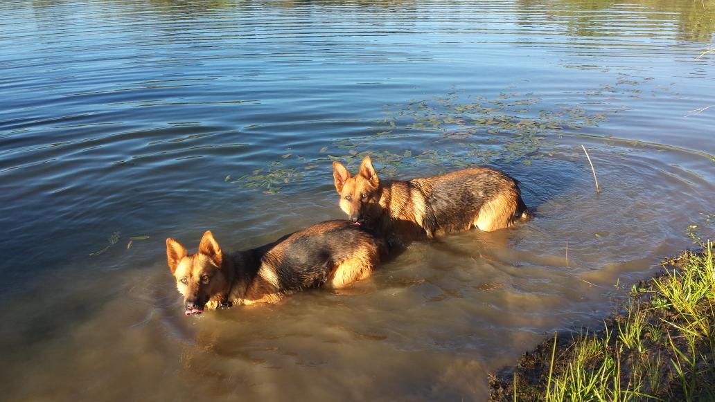 SASHAANDJESS's tweet image. Having a walk &amp;amp; swim in the national park behind our home on a beautiful Sydney summer&apos;s day