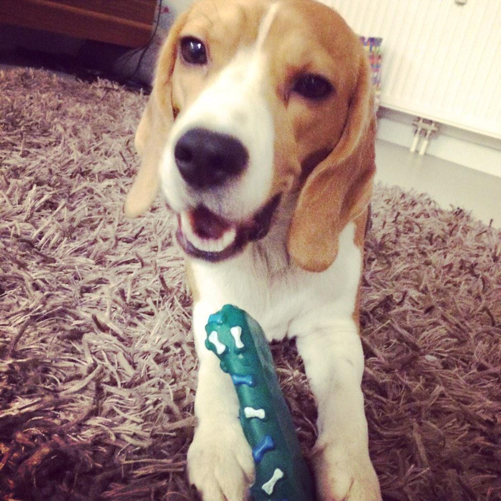 Luise beagle (@katyika83) on Twitter photo 