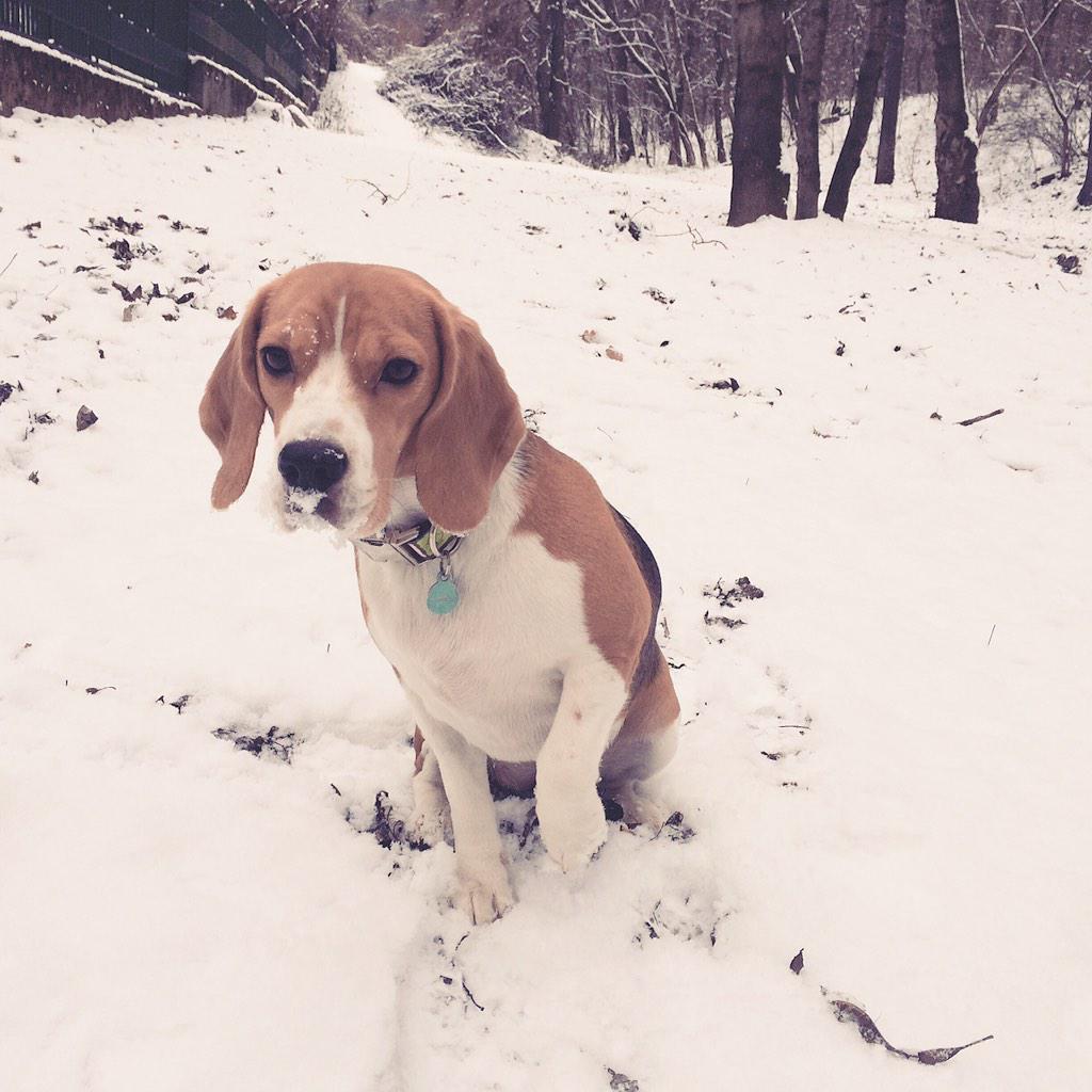 Luise beagle (@katyika83) on Twitter photo 