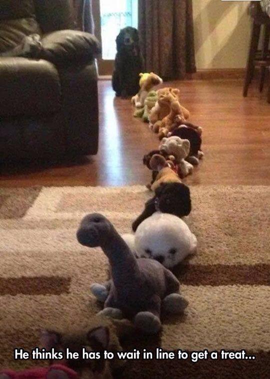 Such a polite dog!